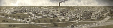 photo of Oliver plant from a distance